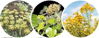  ??  ?? TOP PLANTS FOR HOVERFLIES FENNEL (Foeniculum vulgare) IVY (Hedera helix) GOLDEN ROD (solidago)