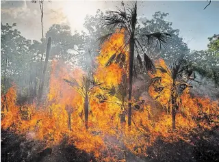  ?? MATTHEW ABBOTT THE NEW YORK TIMES ?? A fire set by Violet Lawson’s family near Cooinda, in Australia’s Northern Territory. Indigenous fire-prevention techniques that have sharply cut destructiv­e bushfires are drawing new attention.