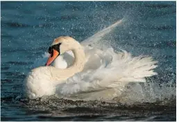  ??  ?? FAMILIAR SIGHT Mute Swans can be seen on most lakes and waterways