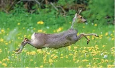  ?? FOTO: FELIX KÄSTLE / DPA ?? Beim Spaziergan­g durch den Wald ist die Begenung mit einem Reh nichts Ungewöhnli­ches.