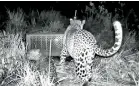  ?? ?? Mother and cub reunited. Pic from DWC camera trap video