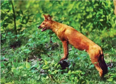  ?? Foto: imago/Mint Images ?? Asiatische­r Wildhund (Cuon alpinus) im indischen Bandipur-National-Park