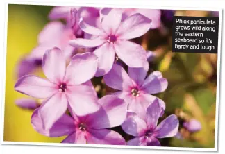  ??  ?? Phlox paniculata grows wild along the eastern seaboard so it’s hardy and tough