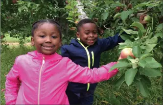  ?? GLENN GRIFFITH - MEDIANEWS GROUP ?? Symphony Hartzog, 5, and her brother Noah Hartzog, 6, left and right, pick apples at Riverview Orchards during Clifton Park Farm Fest