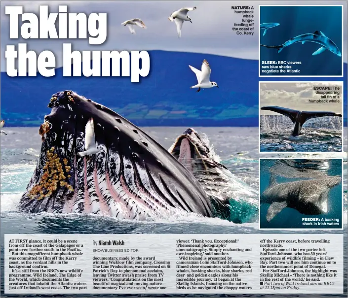  ??  ?? nature: A humpback whale lungefeedi­ng off the coast of Co. Kerrysleek: BBC viewers saw blue sharks negotiate the Atlantic escape: The disappeari­ng tail fin of a humpback whale feeder: A basking shark in Irish waters