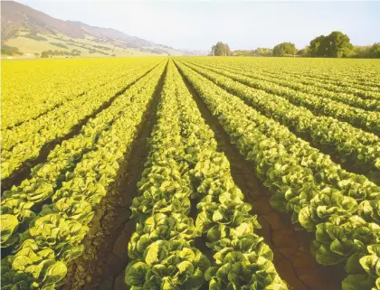  ?? ED YOUNG/DPA / TNS ?? Romaine lettuce grows with the Santa Lucia Mountains in the background in Salinas Valley, Monterey County, Calif.