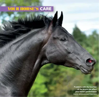  ??  ?? Problems with the function
of the larynx can affect your horse’s performanc­e