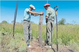  ??  ?? Trabajo. En plena tarea de alambrado, en un campo sobre la ruta 191.