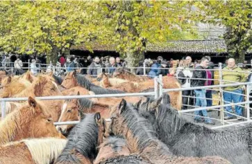  ?? ?? La mayoría del ganado presentado a la plaza fue caballar.