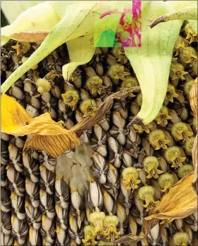  ?? JESSICA DAMIANO VIA AP ?? This image provided by Jessica Damiano shows seeds emerging from a faded sunflower head in Northport, N.Y.