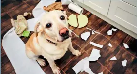  ??  ?? Así es como a su perro le da por ‘redecorar’ la cocina al quedarse solo. Tiene ansiedad.