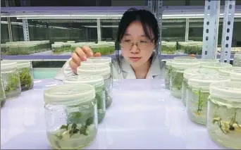  ?? ?? Above: A researcher with the Kunming Institute of Botany in Yunnan checks rare seedlings. YANG WANG LI / CHINA DAILY Left: Lirianthe fistulosa is an endangered magnolia species in Yunnan.