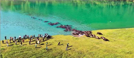  ?? LIU YONGHONG / FOR CHINA DAILY ?? Peng’an county in Sichuan province’s Nanchong city holds a tourist program called “cattle herding season on the Jialing River” from the end of April to early October every year.