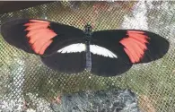  ?? / Mauricio Linares. ?? Heliconius timareta criada en mariposari­o, cuyo origen correspond­e a mariposas silvestres encontrada­s en el 2014 en Mocoa.