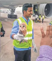  ??  ?? A ground staffer carries a Barn Owl that had entered the cockpit of a Jet Airways Boeing 777 at the Mumbai airport on Monday.