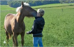  ??  ?? 4: The Comtois can reach up to 800kg in weight when fully grown, and mares often experience foaling difficulti­es. 4