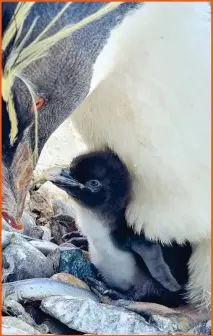  ?? ?? One of the two Northern rockhopper penguin chicks that have hatched at Edinburgh Zoo makes its debut