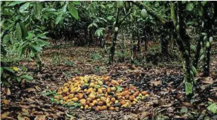  ?? Picture: Reuters/Francis Kokoroko/File photo ?? Cocoa pods being harvested on a farm near the village of Kusa, in the Ashanti region of Ghana. Wholesale cocoa prices in New York are at their highest levels in 46 years.