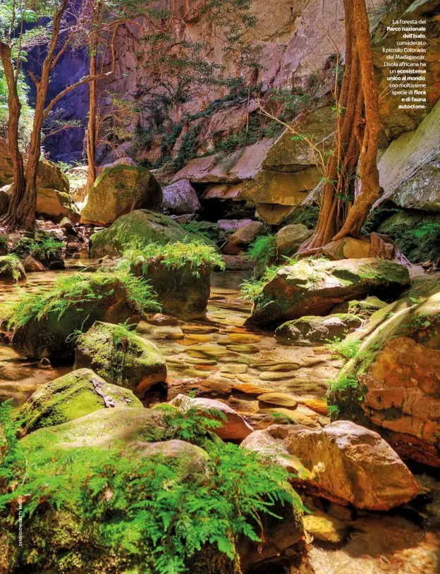  ??  ?? La foresta del Parco nazionale
dell’Isalo, considerat­o il piccolo Colorado
del Madagascar. L’isola africana ha un ecosistema unico al mondo, con moltissime specie di flora
e di fauna autoctone.