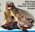  ??  ?? Wild: Elephant seal and skuas in Antarctic on National Geographic