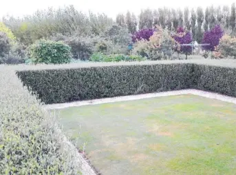 ??  ?? A corokia cotoneaste­r hedge.