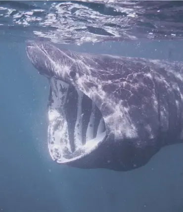  ?? PICTURE: GETTY IMAGES ?? 0 Basking sharks may be coming to Scottish waters for more than just food