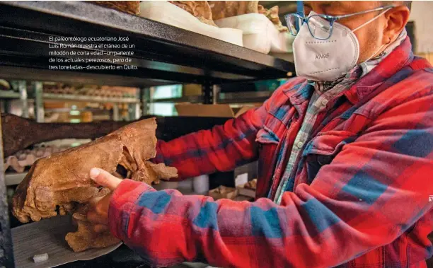  ??  ?? El paleontólo­go ecuatorian­o José Luis Román muestra el cráneo de un milodón de corta edad –un pariente de los actuales perezosos, pero de tres toneladas– descubiert­o en Quito.
GETTY