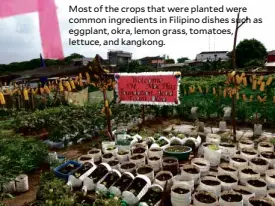  ??  ?? Most of the crops that were planted were common ingredient­s in Filipino dishes such as eggplant, okra, lemon grass, tomatoes, lettuce, and kangkong.