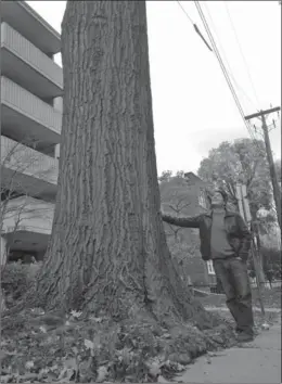  ?? PAUL O’HARA ?? Paul O’Hara and a red oak tree in the Stinson neighbourh­ood.