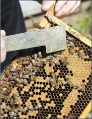  ??  ?? Entomologi­st Jon Zawislak of the Cooperativ­e Extension Service shows off a cluster of bees from one of eight hives at a research station at Two Rivers Park.