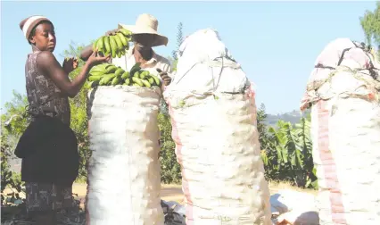  ??  ?? Rumbidzai Chikukwa (left) and her husband Blessing Chizangwe pack raw bananas for selling in Honde Valley on Tuesday. Banana farming is a source of income in this area. — Picture by Tariro Kamangira