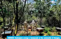  ?? — AFP ?? CHENGUE: Beekeepers arrange a honeycomb at the community of Chengue, municipali­ty of Ovejas, some 1,000 kms north of Bogota, Colombia.