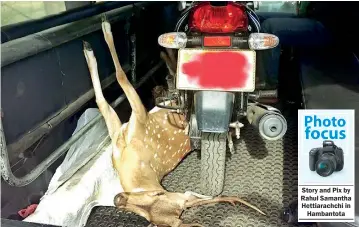  ??  ?? Story and Pix by Rahul Samantha Hettiarach­chi in Hambantota Wildlife officers took into custody the carcass of this deer and a motorcycle used by a hunter.