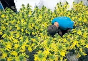  ?? Robert Gauthier Los Angeles Times ?? SUSTAINABL­E CANNABIS farmer Dylan Turner applies fertilizer to a crop at Sunboldt Farms, a small family farm run by Sunshine and Eric Johnston in Humboldt County, in 2016.