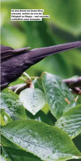  ??  ?? Ist eine Amsel am Usutu-Virus erkrankt, verliert sie erst die Fähigkeit zu fliegen – und verendet schließlic­h unter Krämpfen.