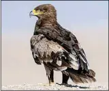  ?? ?? Steppe Eagle