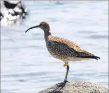  ?? Photograph: Joan Thomson. ?? Whimbrel A2 seen again on Arran.