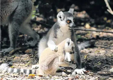  ?? Picture: MONKEYLAND ?? BOLD GOAL: A ringtailed lemur with a baby at Monkeyland