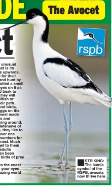  ??  ?? ■ STRIKING: The iconic symbol of the RSPB, avocets now thrive here