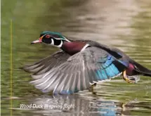  ??  ?? Wood Duck in spring flight