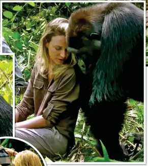 ??  ?? GENTLE GIANT: Victoria Aspinall (above left with husband Damian) lies in the lap of 20-stone Ima. The gorilla also nuzzles her and lets her embrace him – and even tries on her baseball cap