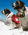  ?? Foto: dpa ?? Bernhardin­er sind große Hunde. Sie helfen zum Beispiel auch, wenn Menschen in den Bergen vermisst sind.