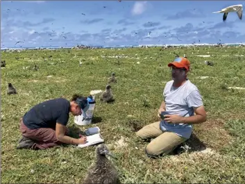  ?? L. Young/Pacific Rim Conservati­on photo via AP ?? Wildlife workers relocate Tristram’s storm petrels on Hawaii’s Tern Island, on March 29. Scientists are making a dramatic effort to save the birds in Hawaii by moving them to an island they never had inhabited.