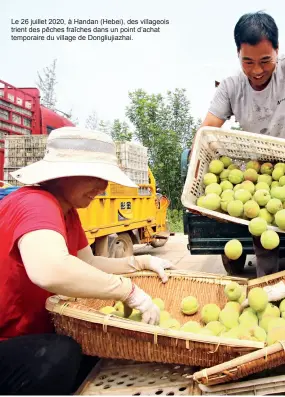  ??  ?? Le 26 juillet 2020, à Handan (Hebei), des villageois trient des pêches fraîches dans un point d’achat temporaire du village de Dongliujia­zhai.