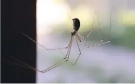  ?? Foto: Karl-Josef Hillenbran­d/dpa ?? Unbeliebt, aber sicher kein Feind: Spinnen fangen und fressen viele andere Insekten im Haus.