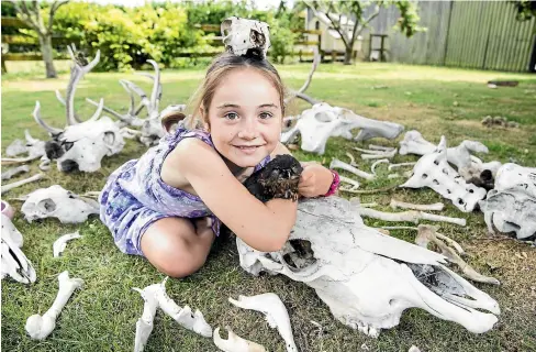  ?? CHRISTEL YARDLEY/STUFF ?? Forget dolls and and My Little Ponies – for Chantal Taylor, 9, old bones are the real treasures.