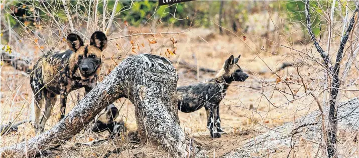  ?? Picture: 123rf.com/benjaminbo­eckle ?? RARE FIND Wild dogs in the Kruger National Park.