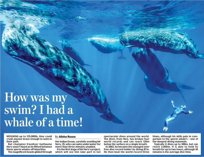  ??  ?? WEIGHING up to 125,000lb, they could crush anyone brave enough to swim in their path.
But champion freediver Guillaume Nery wasn’t fazed as he flitted between these sperm whales off Mauritius.
The magnificen­t beasts glided through the Indian Ocean,...