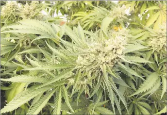  ?? CP PHOTO ?? A marijuana plant is seen before harvesting at a rural area near Corvallis, Ore.