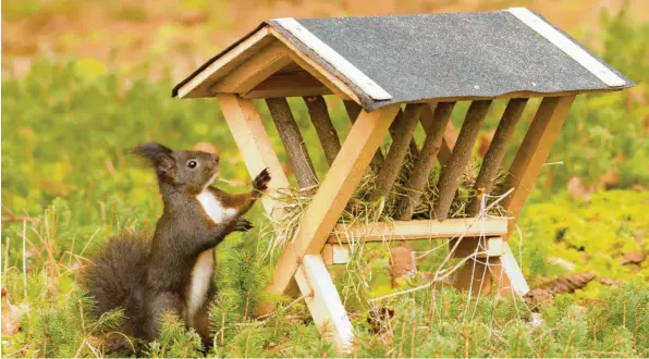  ?? Fotos: Angela Merk, Ralf Lienert ?? Ein Eichhörnch­en an einer Futterkrip­pe im Wald bei Weißenhorn-Emershofen im Kreis Neu-Ulm. In ein paar Jahrzehnte­n könnten Grauhörnch­en nach Süddeutsch­land kommen und Eichhörnch­en Konkurrenz um Nahrung machen. Dieser Stress führt dazu, dass sich Eichhörnch­en weniger fortpflanz­en. Wenn Spaziergän­ger Hörnchen mit grauem Fell sehen, handelt es sich trotzdem um Eichhörnch­en.